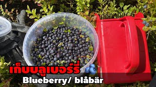 เก็บบลูเบอร์รี่ blueberry 🫐 blåbär ของฟรี !! ในป่า สวีเดน