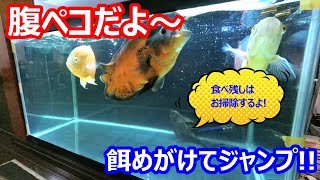 ジャンプ！腹ぺこオスカーの食事