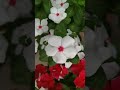 11 vinca rosea varieties periwinkle হাইব্রিড নয়নতারা