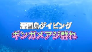 粟国島ダイビング！ギンガメアジの群れ2009年・ディーズパルス沖縄