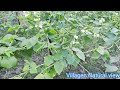 স্বল্প খরচে শিম চাষ অধিক লাজনকlow cost bean cultivation is more lucrative.2022 village_with_saikat