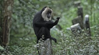 Monkey Spa: How Grooming Wins Lion-tailed Macaques Favours and Food