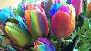 2019 Symphonie der Farben -Keukenhof- der Film