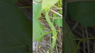 Ridge gourd, പീച്ചിങ്ങ, തോരു