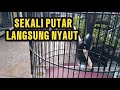 KRETEKAN MURAI KERAS DAN RAPAT | MURAI GACOR #muraibatu #muraibatugacor #kretekanmuraibatu