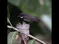 Malaysian Pied Fantail nesting after a week at Foliage Garden, SBG.