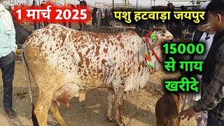 1 मार्च 2025 सस्ती गाय खरीदे | Jaipur pashu mandi | jaipur Cow mandi | pashu jaipur hatwada