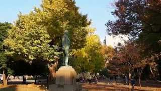 東京の紅葉　東大本郷構内　イチョウの大木の紅葉　２０１５．１１．３０　Hongo Tokyo