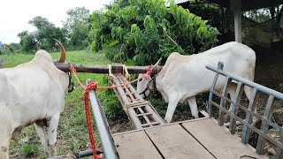 हरण्याला मोहरकी ची सवय कशी लावतोत आपण 29 September 2024