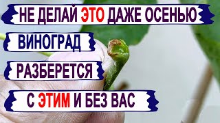 🍇 Вот что с ПАСЫНКАМИ ВИНОГРАДА делает природа осенью. Не ЛОМАЙТЕ их, пока не ПРОИЗОЙДЕТ ОТТОК...