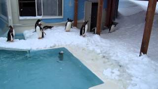 おたる水族館ジェンツーのジャンプアップ