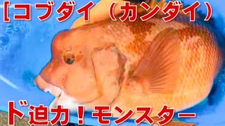 [コブダイ釣り 広島でfishing ]コブダイ（カンダイ）ド迫力！瀬戸内の小さな堤防で釣れたモンスター