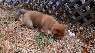 柴犬 子犬 初めての芝生 　生後二か月目