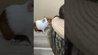 突然大泣き！　#shorts #guineapig #モルモット #多頭飼い