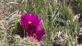AZ Sonoran Desert Spring