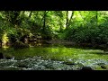 nightingale singing by the forest stream sounds of nature for sleep