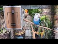 Morning Highlights: Blue Lovebird and the Trio in a Cage