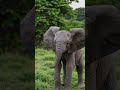 dancing baby elephant 🐘💃 babyelephant funny shortvideo