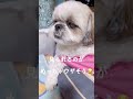 ウザそうな顔をするイッヌ🐶 シーズー 犬 かわいい犬 dog shihtzu