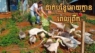 អោយចំណីក្ងានពេកព្រឹក-Bak Sey Toch