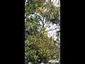 sapodilla fruit sapota chiku fruits in garden shorts viral youtubeshorts