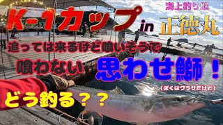 『海上釣り堀』K-1カップ in正徳丸  追っては来るけど喰いそうで喰わない思わせ鰤 どう釣る？　　　　　　　　　　　　　　　　　　　　　　　　　　　　　　　　　＃正徳丸＃バッカスの餌 #Kー1カップ