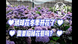 绣球花冬季孕育花苞了，需要掐掉花苞吗？绣球冬季养护讲解