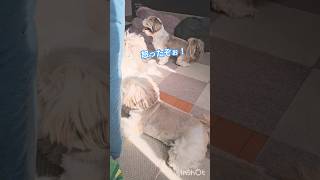 【温度差】性格が違いすぎる愛犬たちとの暮らしが楽しすぎる飼い主（笑）#shorts #shihtzu #多頭飼い #ワンプロ #可愛い犬 #獅子狗 #西施犬#面白い犬