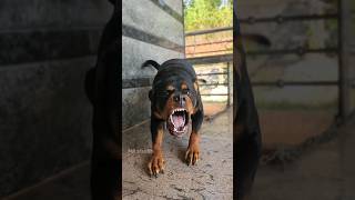 Angry dog barking #viral #dog #rottweiler #ytshorts #trending