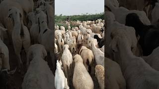 قطيع من الماعز والأغنام يتحرك نحو الغابة في صحراء ثارباركار#naturelovers #desertlife