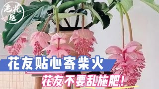 花友寄养宝莲灯，花友贴心寄柴火，花友不要乱施肥！