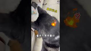 【油条不拆家】虽然我养的哈士奇温温柔柔，但猫就不一定了…#shortsvideo #狗狗 #二哈