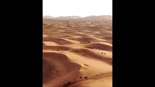 Will they not then consider the camels, how they are created?