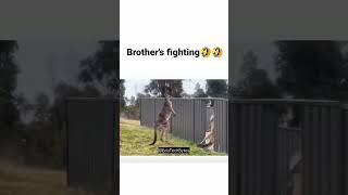 brothers fighting 😂 #shorts #shortvideo #shortsfeed #funny #fight