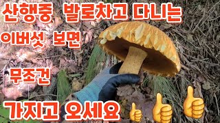 능이버섯 송이버섯산행중 만난 맛좋은 식용버섯들  이버섯보면 무조건 가지고 오세요 👍 👍 👍