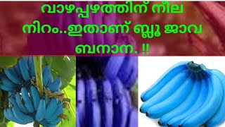 വാഴപ്പഴത്തിന് നീല നിറം... ഇതാണ് ബ്ലൂ ജാവ ബനാന.. !!!