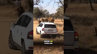 This car is surrounded by wild lions 💀💀😳😳 #funny #funnyshorts