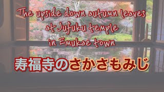 【佐世保市の良い所】江迎町にある寿福寺の「さかさもみじ」が綺麗だった　おまけ動画付き【もみじ狩り】