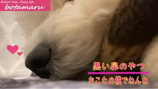 【黒い鼻のやつ〜】おこたの横で超熟睡ちゅうのやつ　ビションフリーゼ