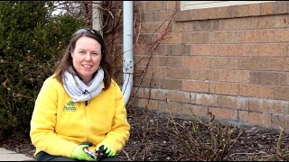 PETITTI How To Prune Garden Roses