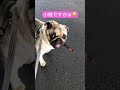 【パグ】ストリート育ち🚬⁉️ hiphop 犬 pug dog かわいい bad