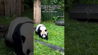 아빠 #판다 #러바오#Lebao#樂寶#panda#papa푸바오에 이어 쌍둥이 딸까지  그리고 예쁜 부인 아이바오진짜 다가진 남자 러바오  러바오의 모든몸짓은 유니크하다