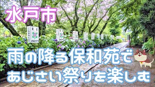 《茨城県水戸市》雨の降る保和苑であじさい祭りを楽しんできました！(2021年6月)