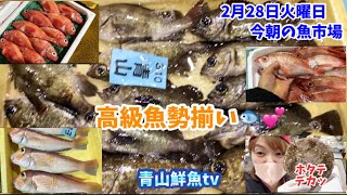 【高級魚勢揃い🐟💕】【魚屋の作業風景】今朝の魚市場2月28日火曜日の水揚げ状況