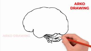 How to draw brain   How to draw human brain anatomy easy drawing for kids