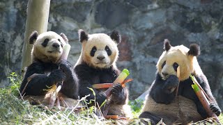 Chengdu Panda Tour