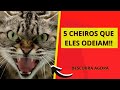 5 CHEIROS QUE GATOS ODEIAM-#GATOS