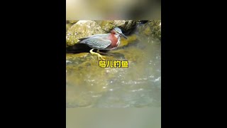 你見過鳥兒也會釣魚嗎#野生動物零距離 #解說版動物世界