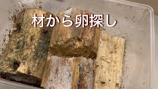 【採卵】能勢オオクワガタの産卵セットを割り出した