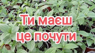 Продаж гортензій🌱 Великий вибір сортів👌 Приємні ціни🔥🔥🔥